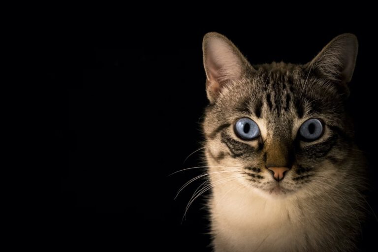 É por isto que os gatos gostam tanto de atum
