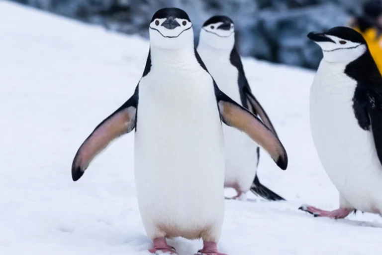 Nem imagina o número de vezes que os pinguins dormem por dia